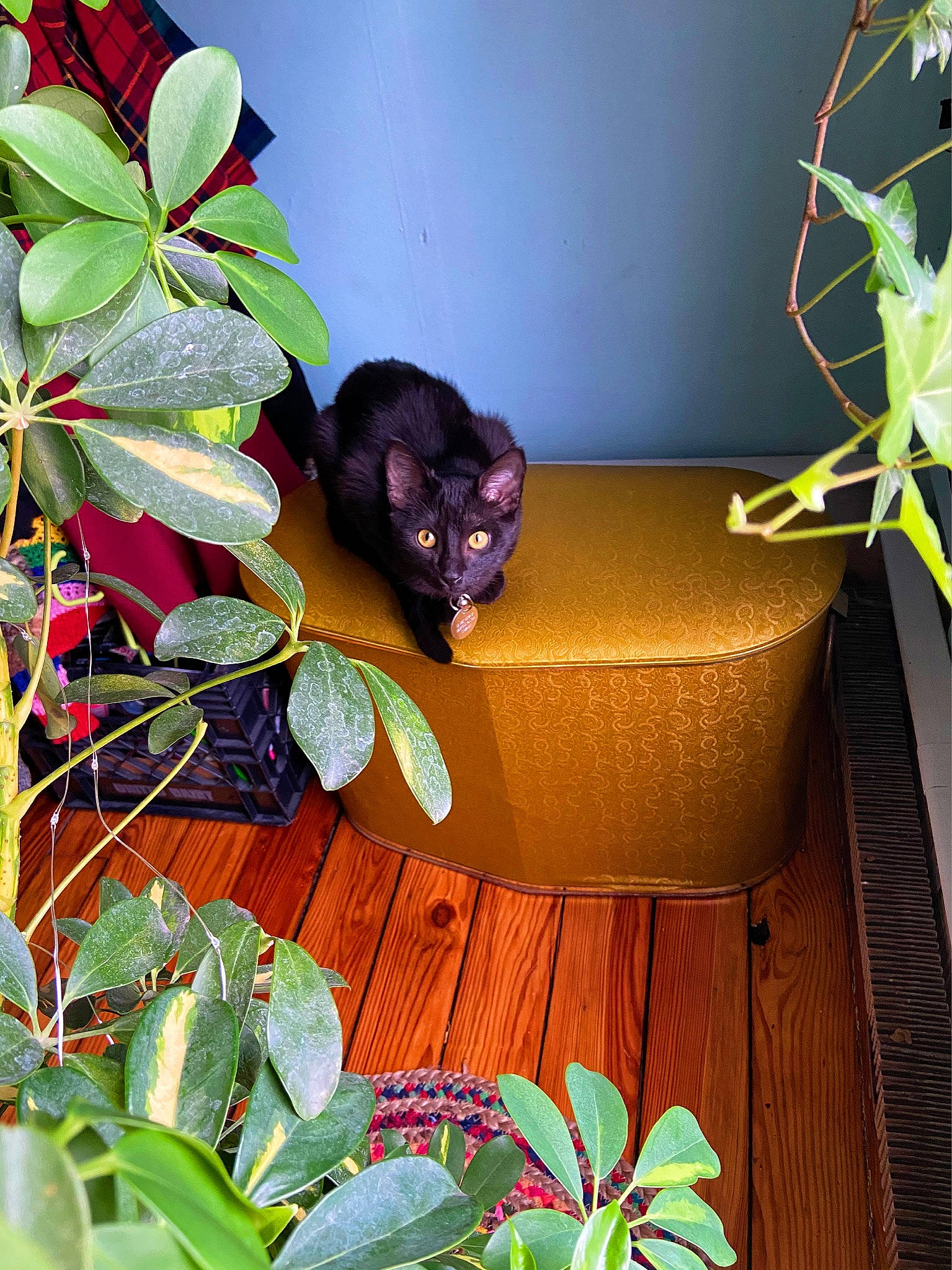 Pierogi joined the competition — help win amazing prizes! bombay, carnivore, cat, comfort, felidae, flowerpot, grass, green, houseplant, leaf, light, nature, organism, petal, plant, small_to_medium_sized_cats, snapshot, terrestrial_plant, tints_and_shades, wood