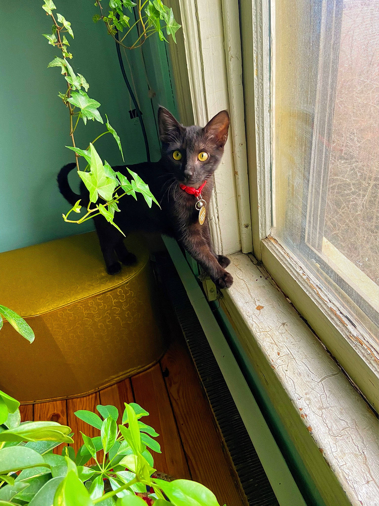 Pierogi is registered to the contest to win money with this photo: carnivore, cat, fawn, felidae, fixture, flowerpot, grass, green, houseplant, light, line, plant, room, small_to_medium_sized_cats, tail, terrestrial_plant, tints_and_shades, whiskers, window, wood