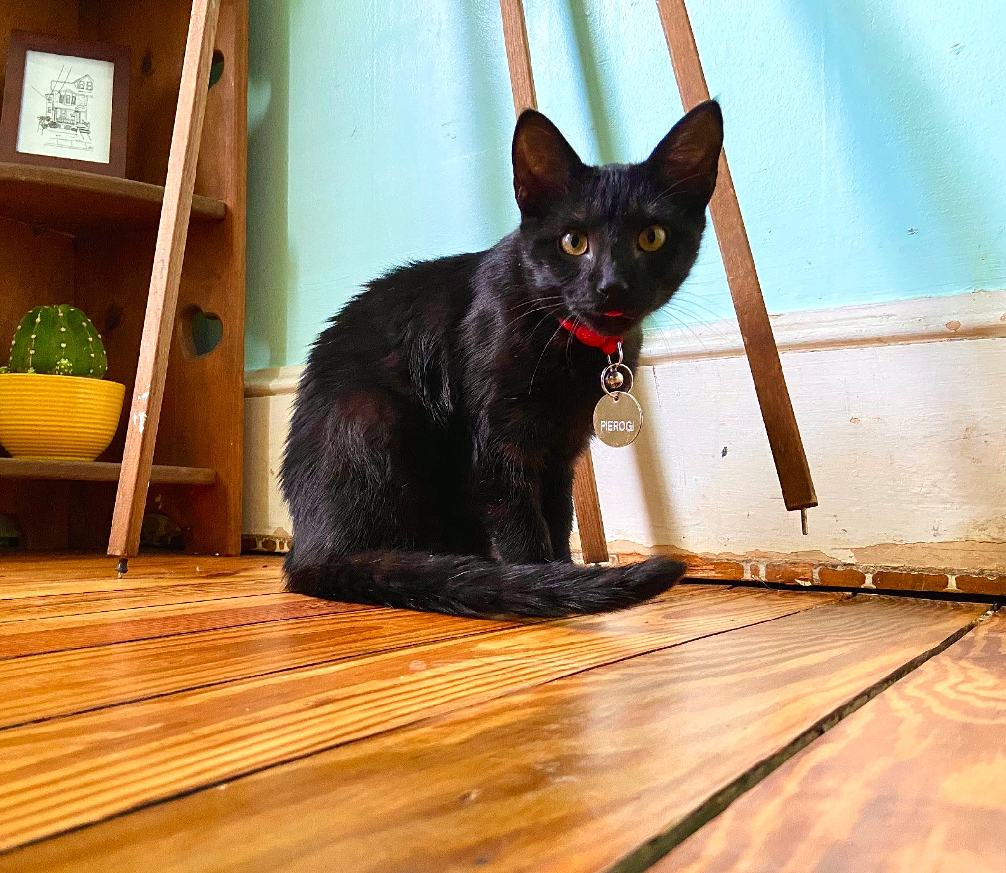 Pierogi is registered to the contest to win money with this photo: black_cat, bombay, carnivore, cat, domestic_short_haired_cat, felidae, floor, flooring, fur, hardwood, laminate_flooring, plank, small_to_medium_sized_cats, snout, tail, varnish, whiskers, wood, wood_flooring, wood_stain
