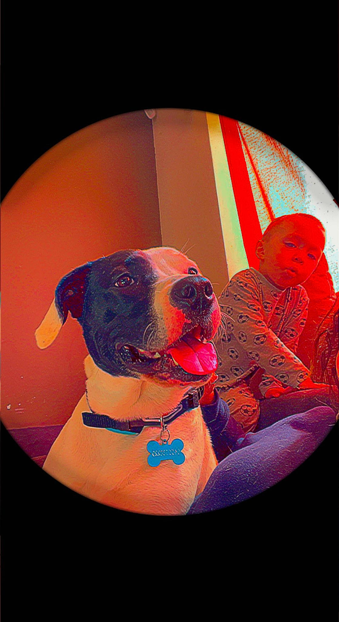 Falco participe au concours pour gagner de l'argent avec cette photo : carmine, carnivore, circle, collar, companion_dog, dog, dog_breed, dog_collar, dog_supply, eyewear, fictional_character, glass, goggles, magenta, non_sporting_group, personal_protective_equipment, pet_supply, sitting, sunglasses, visual_arts