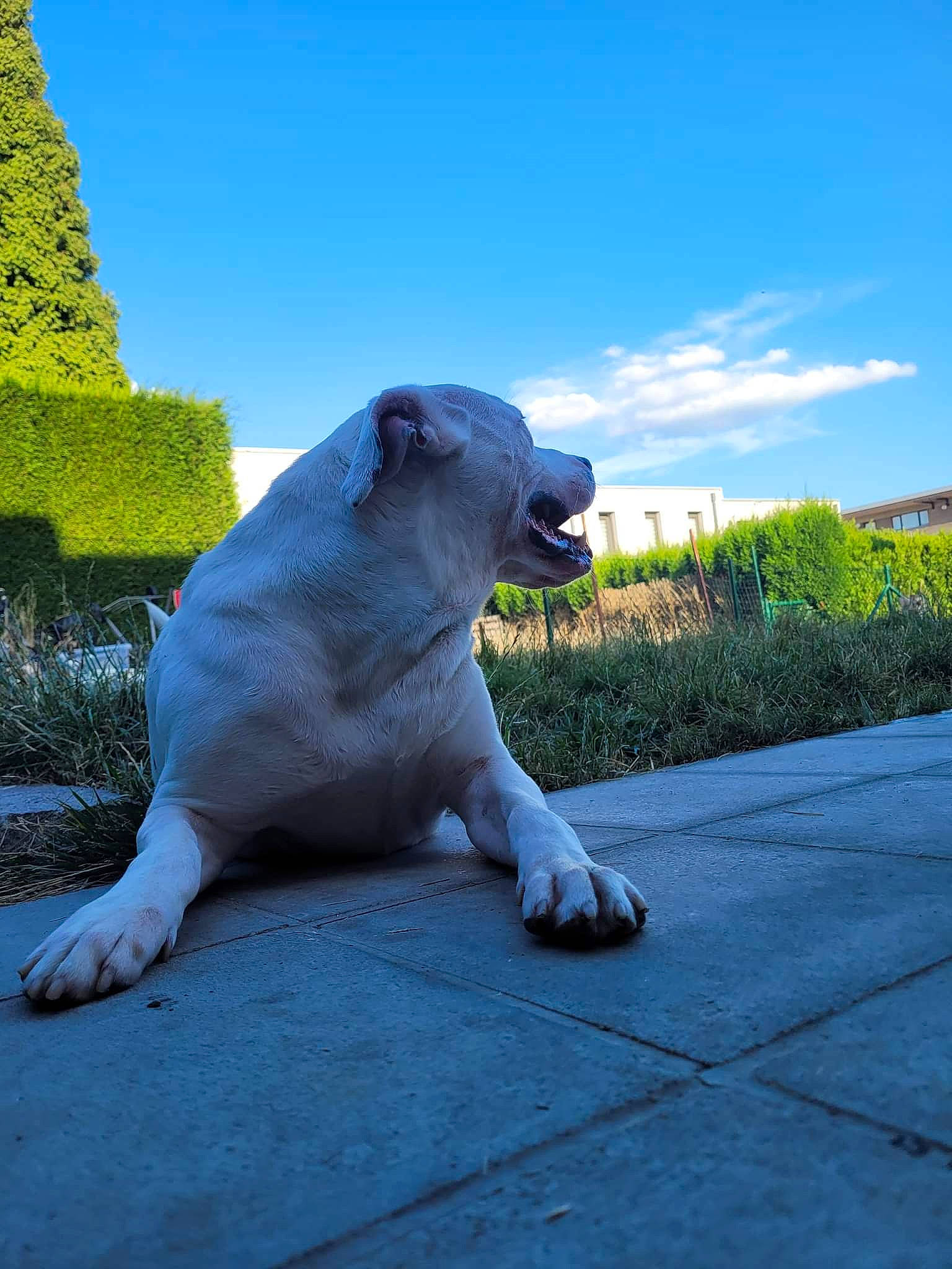 Falco a rejoint le concours — aidez-le/la à gagner de superbes lots ! art, canidae, carnivore, cloud, companion_dog, dog_breed, fawn, felidae, grass, landscape, mammal, monument, plant, sculpture, shadow, sitting, sky, statue, tail, terrestrial_animal