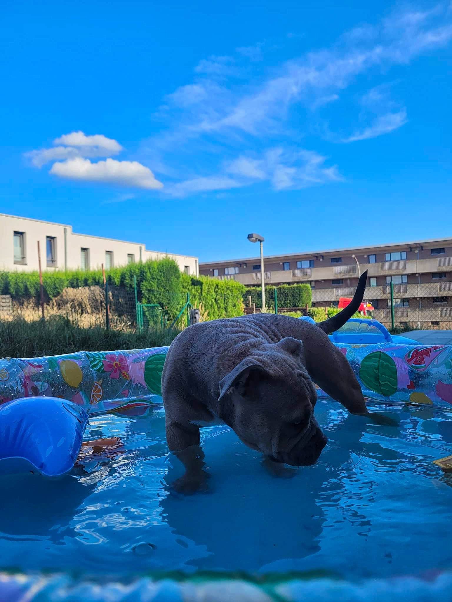 Loly a rejoint le concours — aidez-le/la à gagner de superbes lots ! aqua, blue, building, cloud, dog_breed, elephant, event, fun, grass, inflatable, landscape, leisure, leisure_centre, plant, recreation, sky, swimming_pool, water, window, working_animal