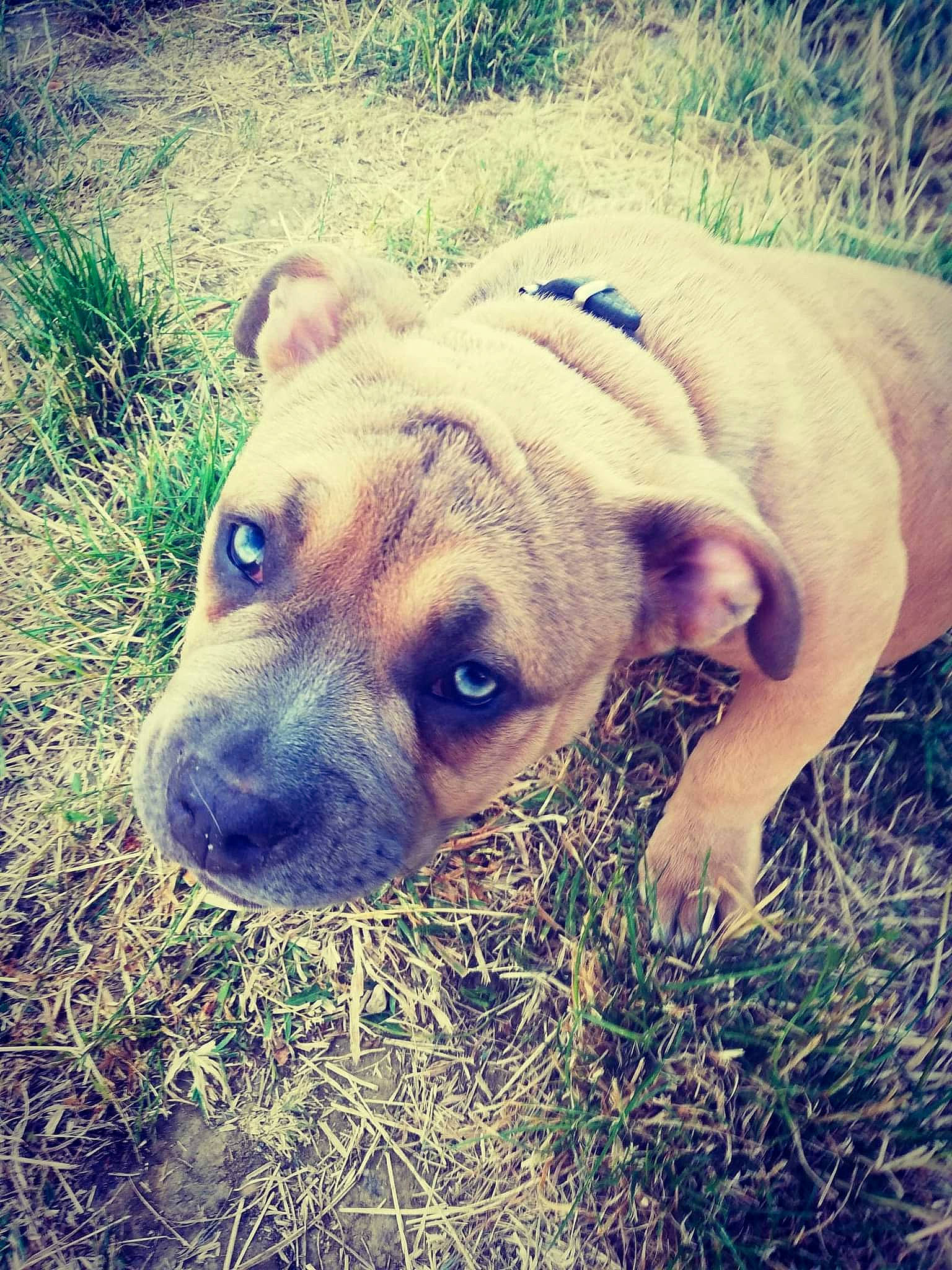 Loly participe au concours pour gagner de l'argent avec cette photo : canidae, carnivore, cloud, companion_dog, dog, dog_breed, eye, fawn, grass, grassland, happy, mountain, mountainous_landforms, plant, sky, sporting_group, sunlight, terrestrial_animal, whiskers, working_animal