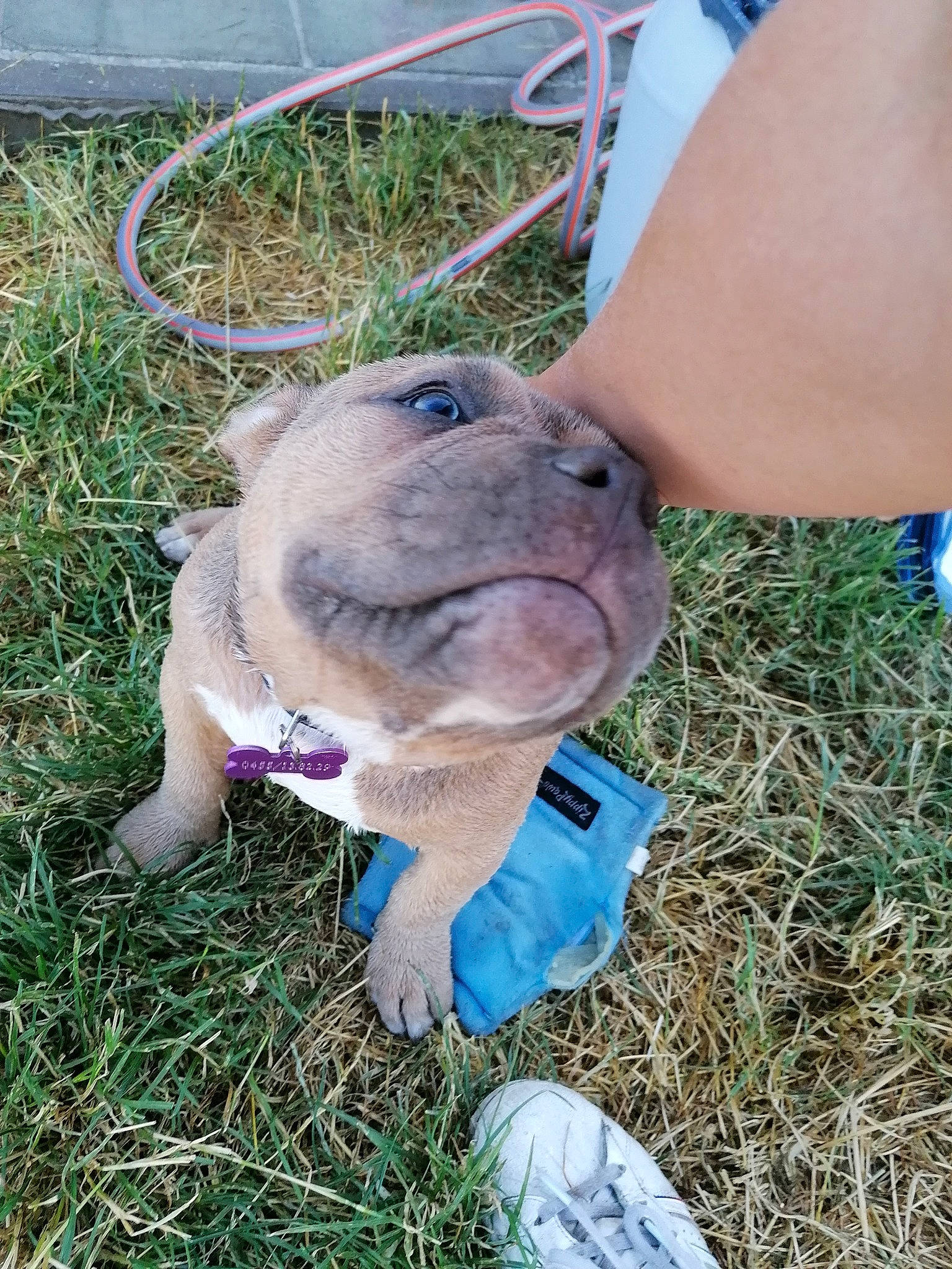 Loly a rejoint le concours — aidez-le/la à gagner de superbes lots ! blue, canidae, carnivore, collar, companion_dog, dog, dog_breed, electric_blue, fawn, fur, glasses, grass, hat, plant, snout, soil, sporting_group, terrestrial_animal, working_animal, wrinkle