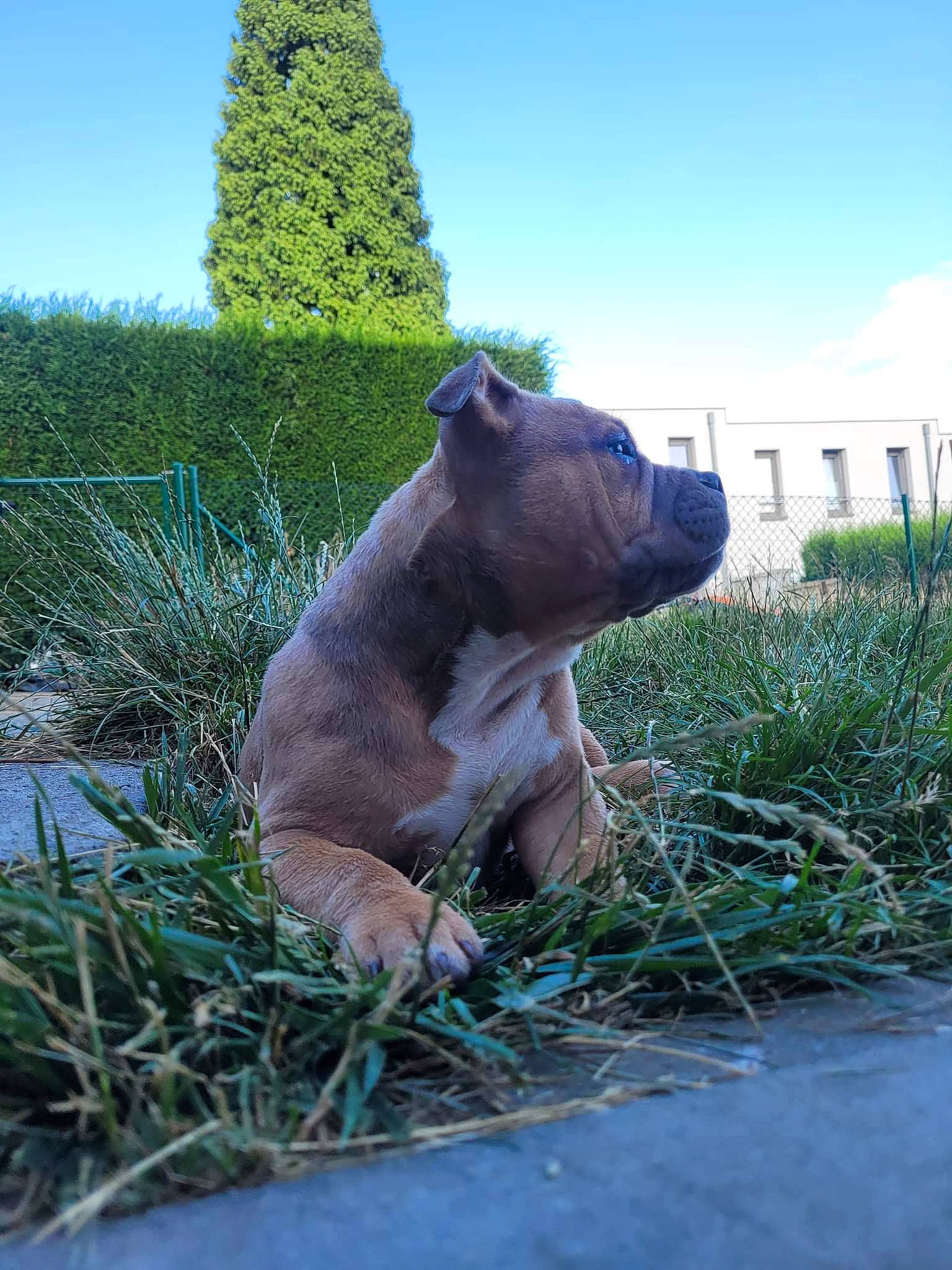 Loly participe au concours pour gagner de l'argent avec cette photo : canidae, companion_dog, dog, dog_breed, fawn, grass, grass_family, grassland, herbaceous_plant, landscape, livestock, plant, prairie, sky, snout, sporting_group, tail, terrestrial_animal, tree, working_animal