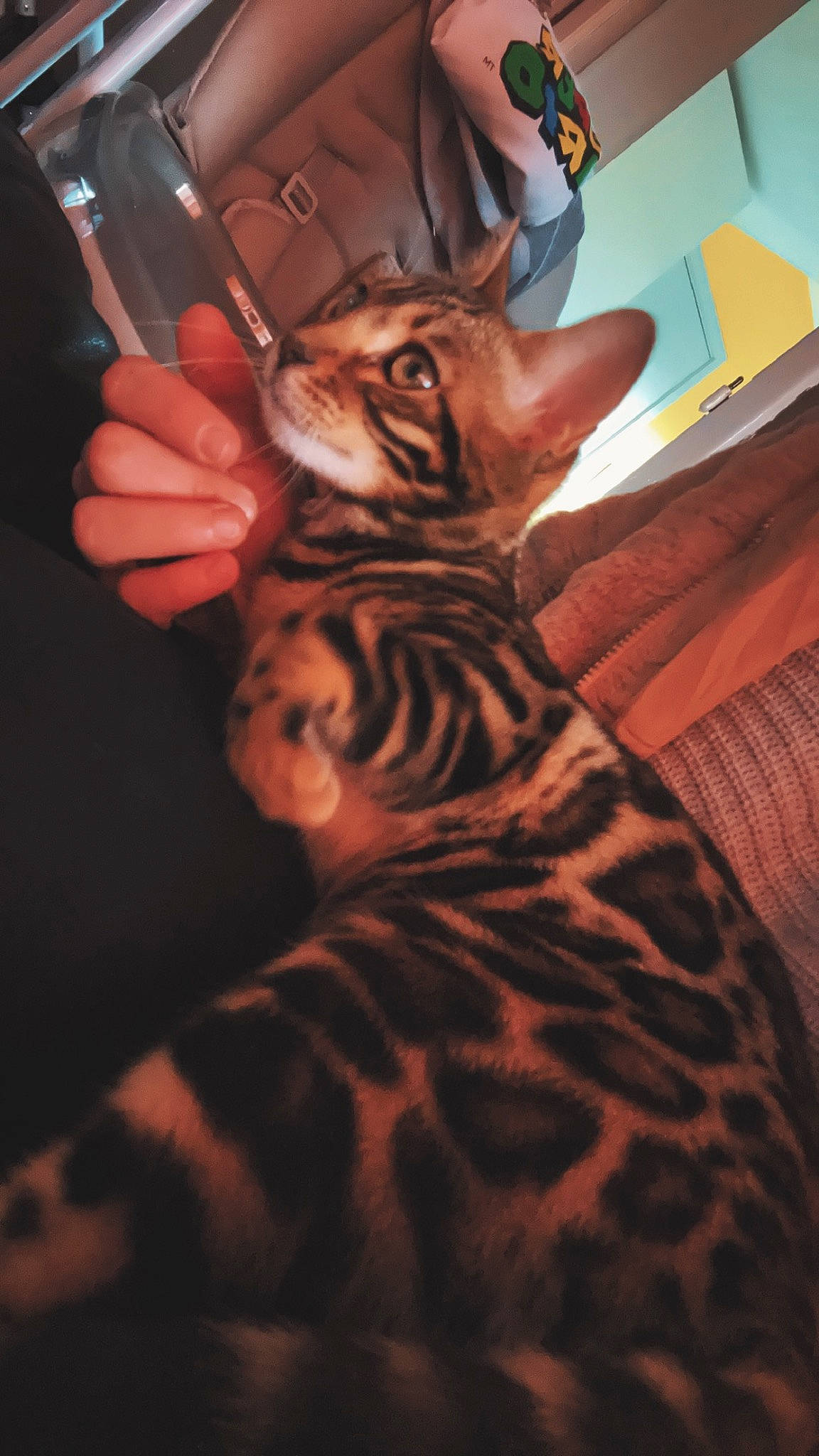 Maya a rejoint le concours — aidez-le/la à gagner de superbes lots ! big_cats, carnivore, comfort, darkness, fawn, felidae, foot, fur, hardwood, human_leg, nail, siberian_tiger, small_to_medium_sized_cats, snout, terrestrial_animal, thigh, tiger, whiskers, wildlife, wood