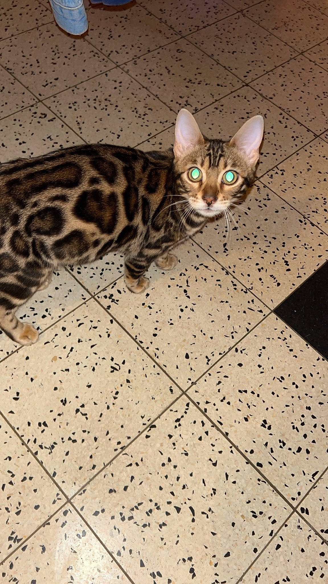 Maya participe au concours pour gagner de l'argent avec cette photo : carnivore, cat, domestic_short_haired_cat, fawn, felidae, flooring, fur, pattern, small_to_medium_sized_cats, snout, tail, terrestrial_animal, whiskers, wildlife