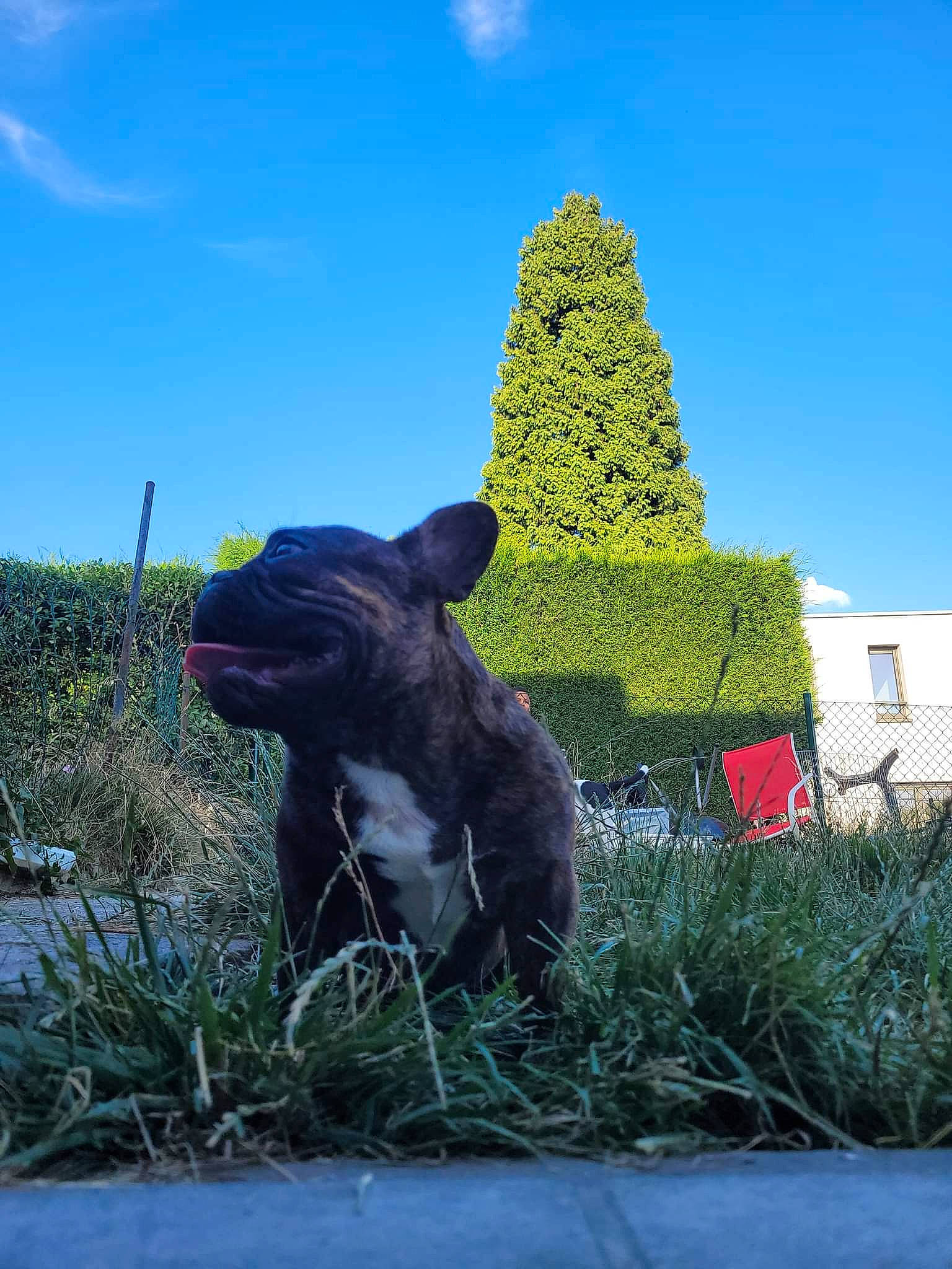 Bosco a rejoint le concours — aidez-le/la à gagner de superbes lots ! art, botany, cloud, conifer, environmental_art, garden, grass, hedge, landscape, lawn_ornament, leisure, monument, plant, rock, sculpture, shrub, sky, statue, tail, tree