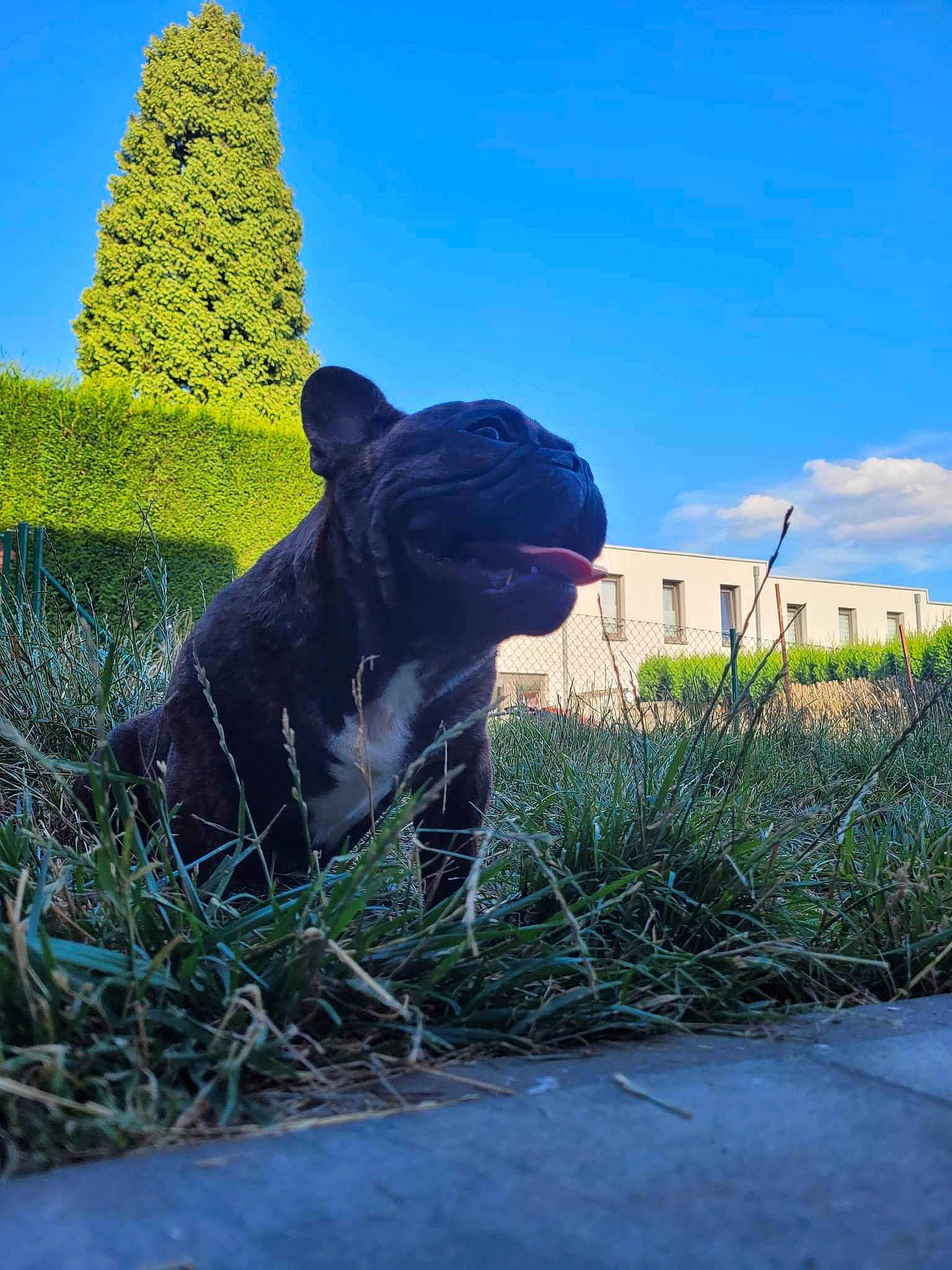 Bosco participe au concours pour gagner de l'argent avec cette photo : agriculture, art, carnivore, cloud, dog_breed, electric_blue, fawn, grass, grass_family, grassland, landscape, plant, sculpture, shrub, sky, snout, statue, tail, terrestrial_animal, working_animal