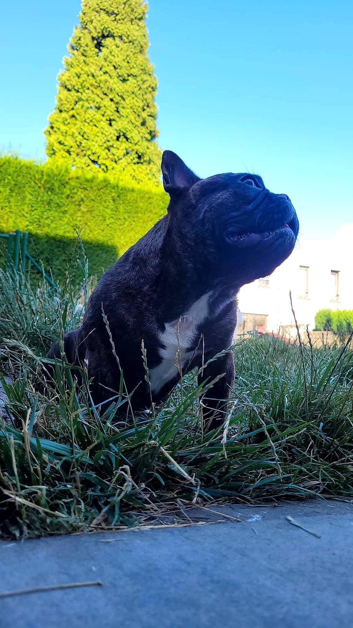 Bosco a rejoint le concours — aidez-le/la à gagner de superbes lots ! art, biome, botany, carnivore, felidae, grass, grass_family, landscape, lawn_ornament, mammal, plant, sculpture, sky, snout, statue, tail, terrestrial_animal, tree, vegetation, vertebrate