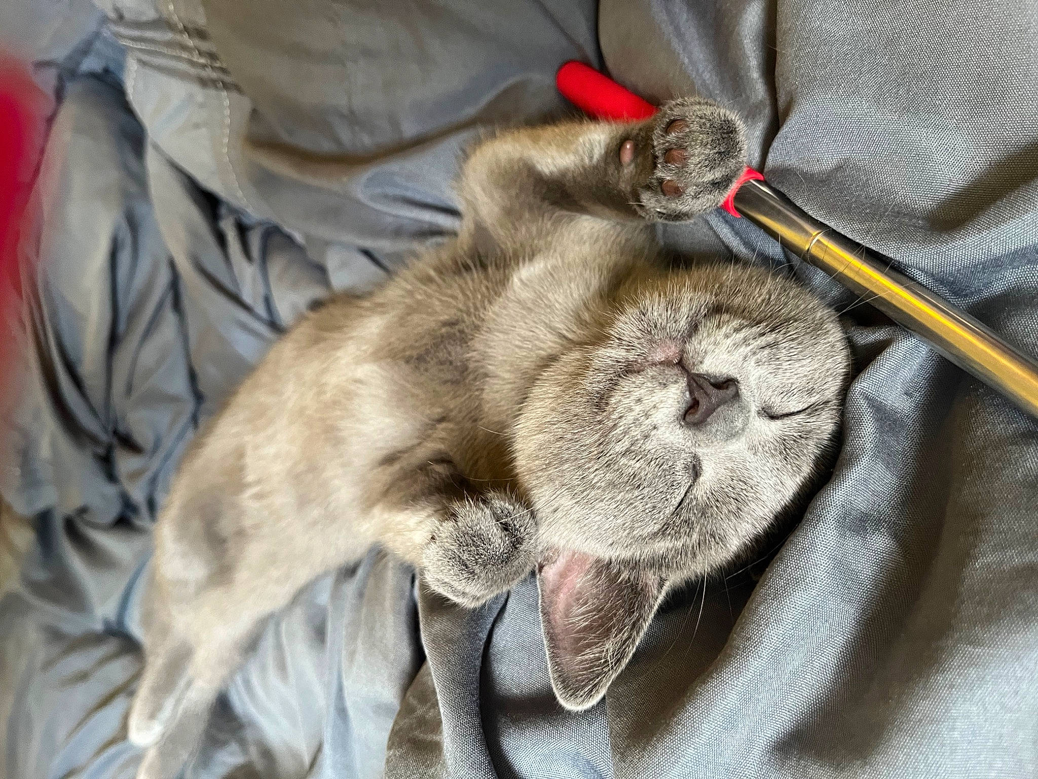 Diamond joined the competition — help win amazing prizes! canidae, cat, claw, comfort, dog_breed, fawn, felidae, fur, fur_clothing, gunny_sack, natural_material, small_to_medium_sized_cats, snout, sporting_group, tail, terrestrial_animal, whiskers, working_animal, wrinkle