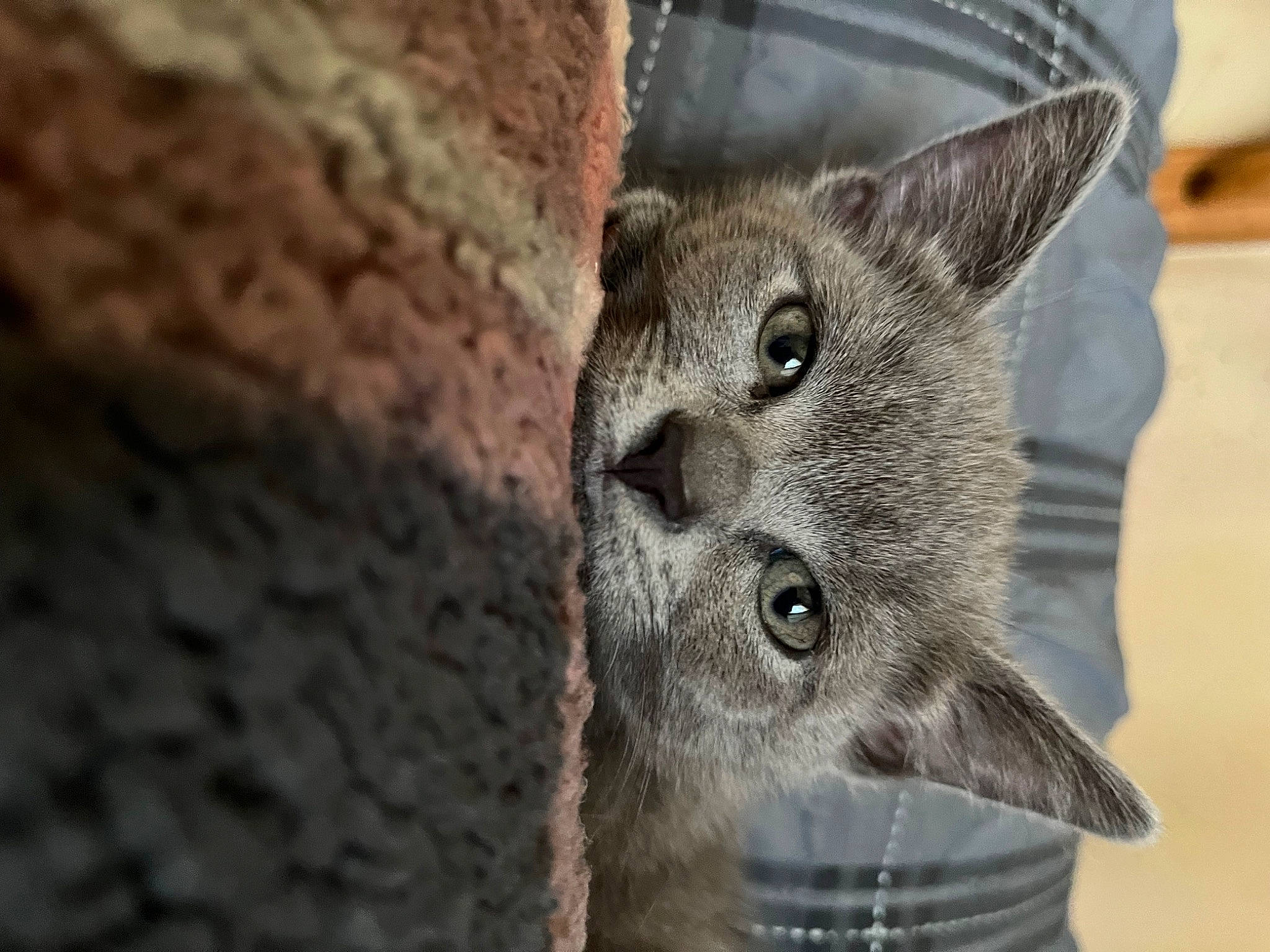 Diamond is registered to the contest to win money with this photo: canidae, carnivore, domestic_short_haired_cat, fawn, felidae, fur, grey, metal, small_to_medium_sized_cats, tail, terrestrial_animal, whiskers, wildlife, wood