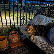 Ringo is registered to the contest to win money with this photo: cat, tabby_cat, balcony, night, chair, cushion, pottery, plant_pots, outdoor, railing, streetlights, road, urban, relaxing, pet, animal, furniture, decor, evening, quiet