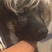 Dollar is registered to the contest to win money with this photo: dog, close_up, pet, fluffy, fur, animal, resting, arm, human, indoor, cute, portrait, companionship, soft, warm, friendship, animal_face, head, muzzle, furry