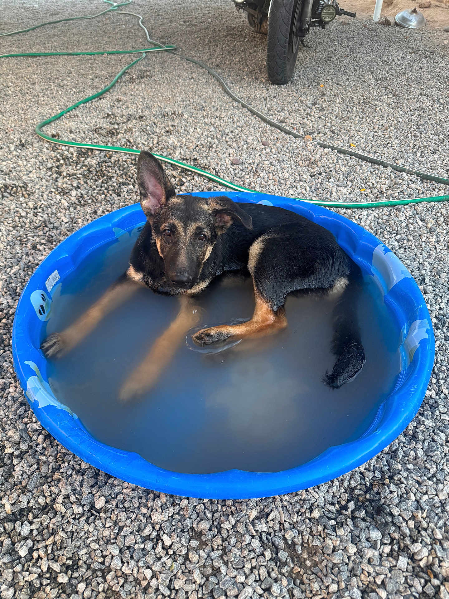 Dollar joined the competition — help win amazing prizes! dog, puppy, german_shepherd, pool, water, blue_pool, gravel, outdoor, pet, animal, cooling_off, hose, motorcycle, tire, relaxed, summer, young_dog, one_ear_up, lying_down, backyard
