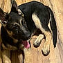 dog, puppy, german_shepherd, tongue_out, wooden_floor, indoor, pet, animal, young_dog, playful, ears_up, curious, lying_down, canine, fur, brown, black, paw, tail, companion