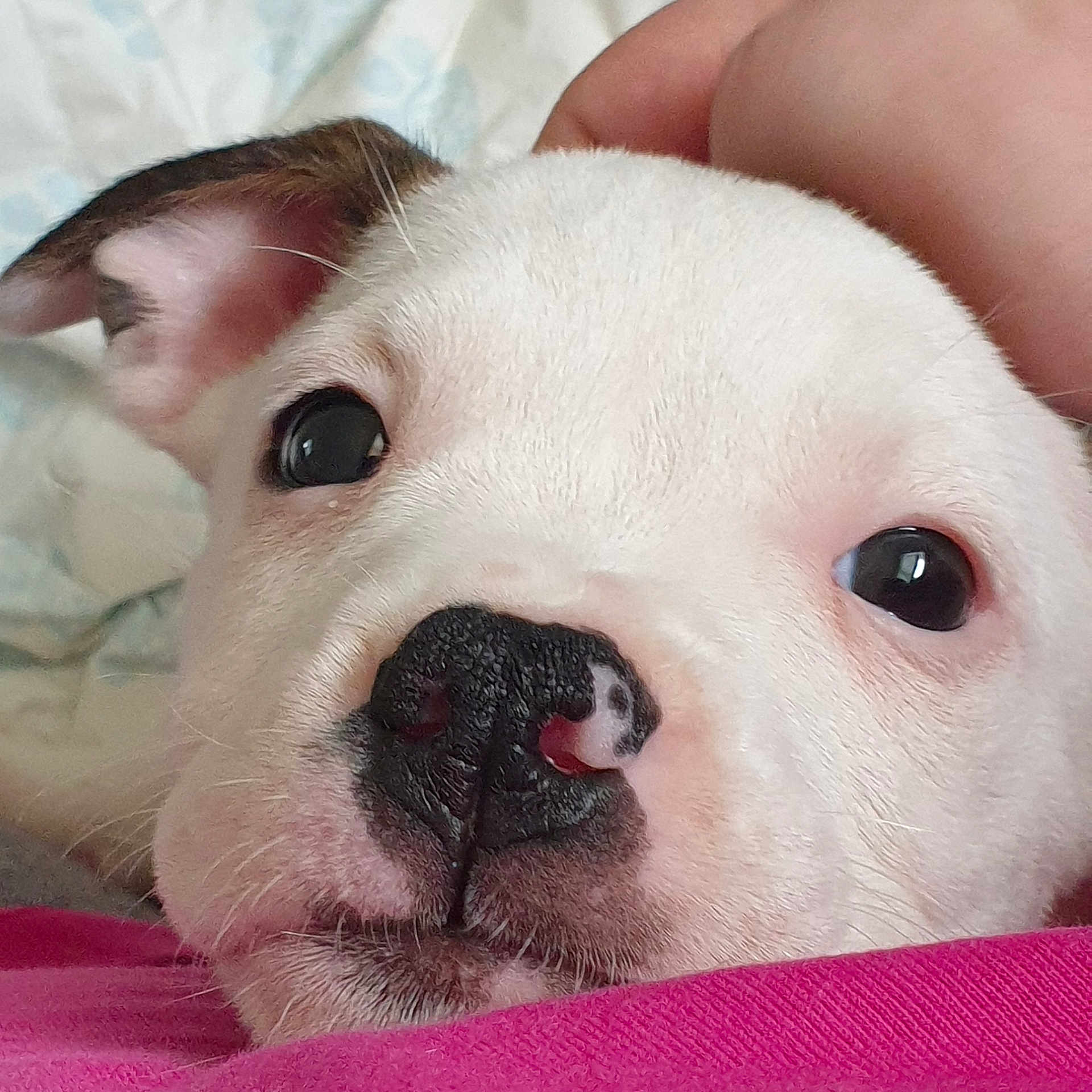 Luna is registered to the contest to win money with this photo: canidae, carnivore, close_up, collar, comfort, companion_dog, dog, dog_breed, fang, fawn, fur, no_expression, non_sporting_group, nose, paw, snout, sporting_group, terrestrial_animal, whiskers, working_animal