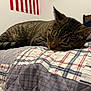 Boogie is registered to the contest to win money with this photo: cat, tabby_cat, sleeping, quilt, plaid, bed, indoor, fur, whiskers, ears, tail, resting, cozy, domestic, pet, feline, striped, closeup, quiet, relaxation