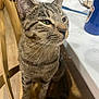 cat, tabby_cat, pet, animal, chair, wooden_chair, furniture, table, indoor, domestic, whiskers, fur, closeup, face, ears, eyes, curious, sitting, household, domestic_environment