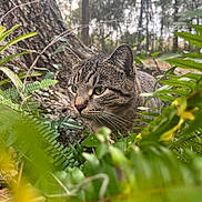 Boogie joined the competition — help win amazing prizes! cat, tabby, forest, greenery, ferns, foliage, tree, nature, outdoor, animal, wildlife, mammal, pets, whiskers, ears, eyes, closeup, camouflage, crouching, alert