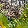 cat, tabby, forest, greenery, ferns, foliage, tree, nature, outdoor, animal, wildlife, mammal, pets, whiskers, ears, eyes, closeup, camouflage, crouching, alert