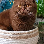 Lillouls a rejoint le concours — aidez-le/la à gagner de superbes lots ! abstract_painting, basket, brown_cat, cat, colorful_background, cozy, curious, decor, feline, furry, greenery, home, indoor, orange_eyes, pet, plant, portrait, sitting, whiskers, wooden_floor