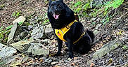 Milo participe au concours pour gagner de l'argent avec cette photo : dog, black_dog, harness, forest, trail, rocks, moss, leaves, outdoor, nature, happy, pet, canine, animal, sitting, smiling, adventure, woodland, path, daylight