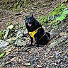 dog, black_dog, harness, forest, trail, rocks, moss, leaves, outdoor, nature, happy, pet, canine, animal, sitting, smiling, adventure, woodland, path, daylight