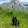Milo participe au concours pour gagner de l'argent avec cette photo : dog, black_dog, harness, grass, wildflowers, mountain, sky, nature, outdoor, landscape, greenery, sunny, blue_sky, flora, pet, animal, summer, happy, resting, scenic