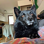 Milo a rejoint le concours — aidez-le/la à gagner de superbes lots ! dog, black_dog, pet, indoor, kitchen, blanket, furniture, animal, face, ears, fur, nose, eyes, looking_up, cozy, home, living_room, soft_light, focused, portrait