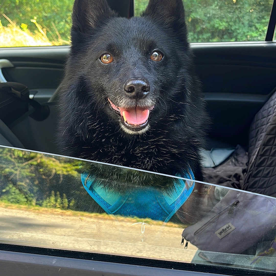 Milo a rejoint le concours — aidez-le/la à gagner de superbes lots ! dog, black_dog, smiling, car, car_interior, window, greenery, sunlight, happy, pet, animal, fur, ears, tongue, seat, seat_cover, harness, outdoor, transport, reflection