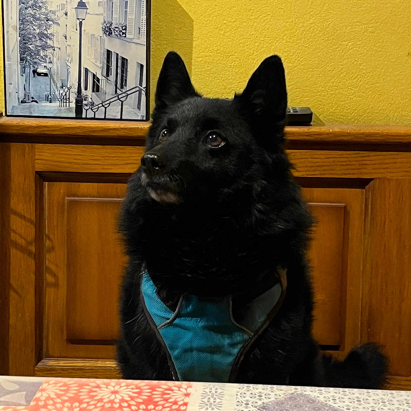Milo