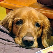 Violet is registered to the contest to win money with this photo: dog, golden_retriever, close_up, pet, indoor, resting, fur, animal, nose, face, wooden_furniture, quilted_blanket, cozy, brown, yellow, cute, domestic_animal, portrait, relaxed, companion