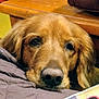 dog, golden_retriever, close_up, pet, indoor, resting, fur, animal, nose, face, wooden_furniture, quilted_blanket, cozy, brown, yellow, cute, domestic_animal, portrait, relaxed, companion