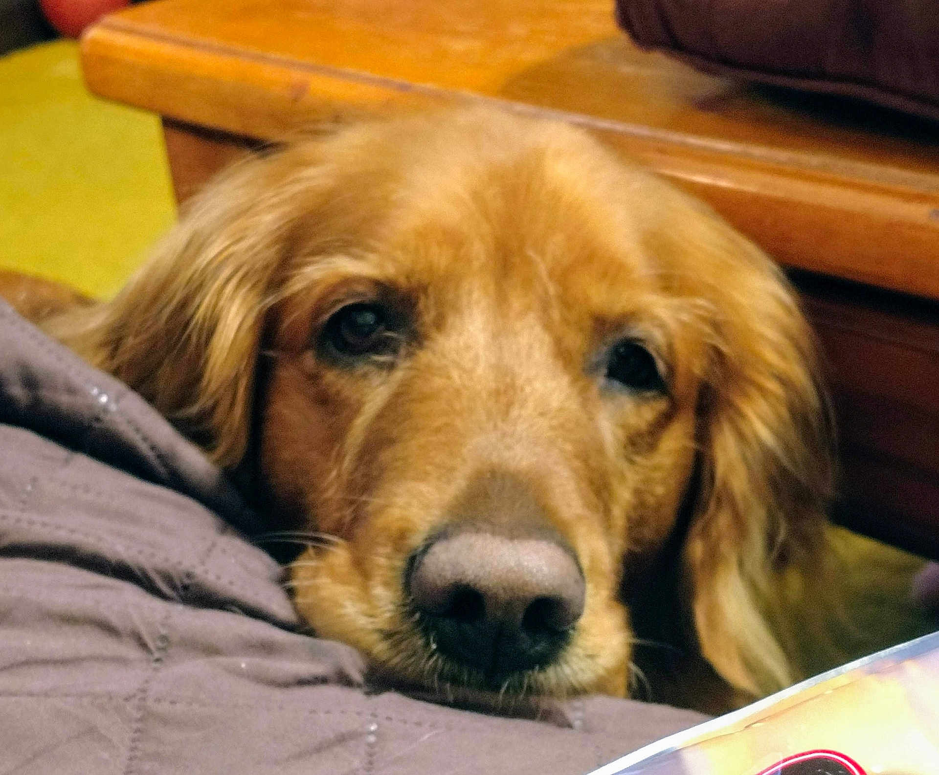 Violet is registered to the contest to win money with this photo: dog, golden_retriever, close_up, pet, indoor, resting, fur, animal, nose, face, wooden_furniture, quilted_blanket, cozy, brown, yellow, cute, domestic_animal, portrait, relaxed, companion