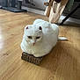 animal, cardboard, cat, cat_tree, coat, cute, domestic_cat, feline, flooring, folded_ears, fur, furniture, hanger, indoor, looking, pet, sitting, whiskers, white_cat, wooden_floor