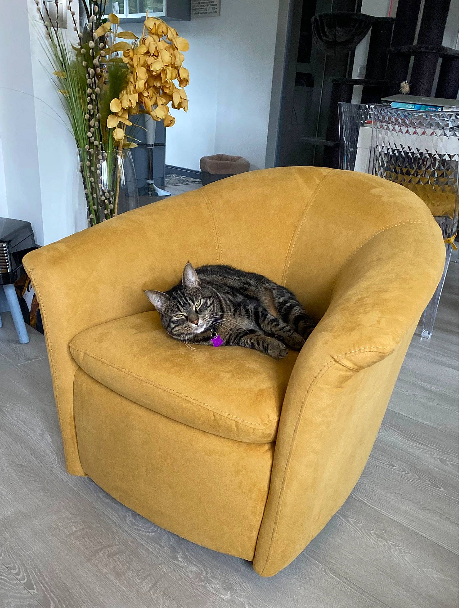 Pandora participe au concours pour gagner de l'argent avec cette photo : bean_bag, carnivore, club_chair, comfort, companion_dog, couch, felidae, flooring, grey, hardwood, houseplant, living_room, picture_frame, plant, room, small_to_medium_sized_cats, sofa_bed, studio_couch, vase, wood_flooring