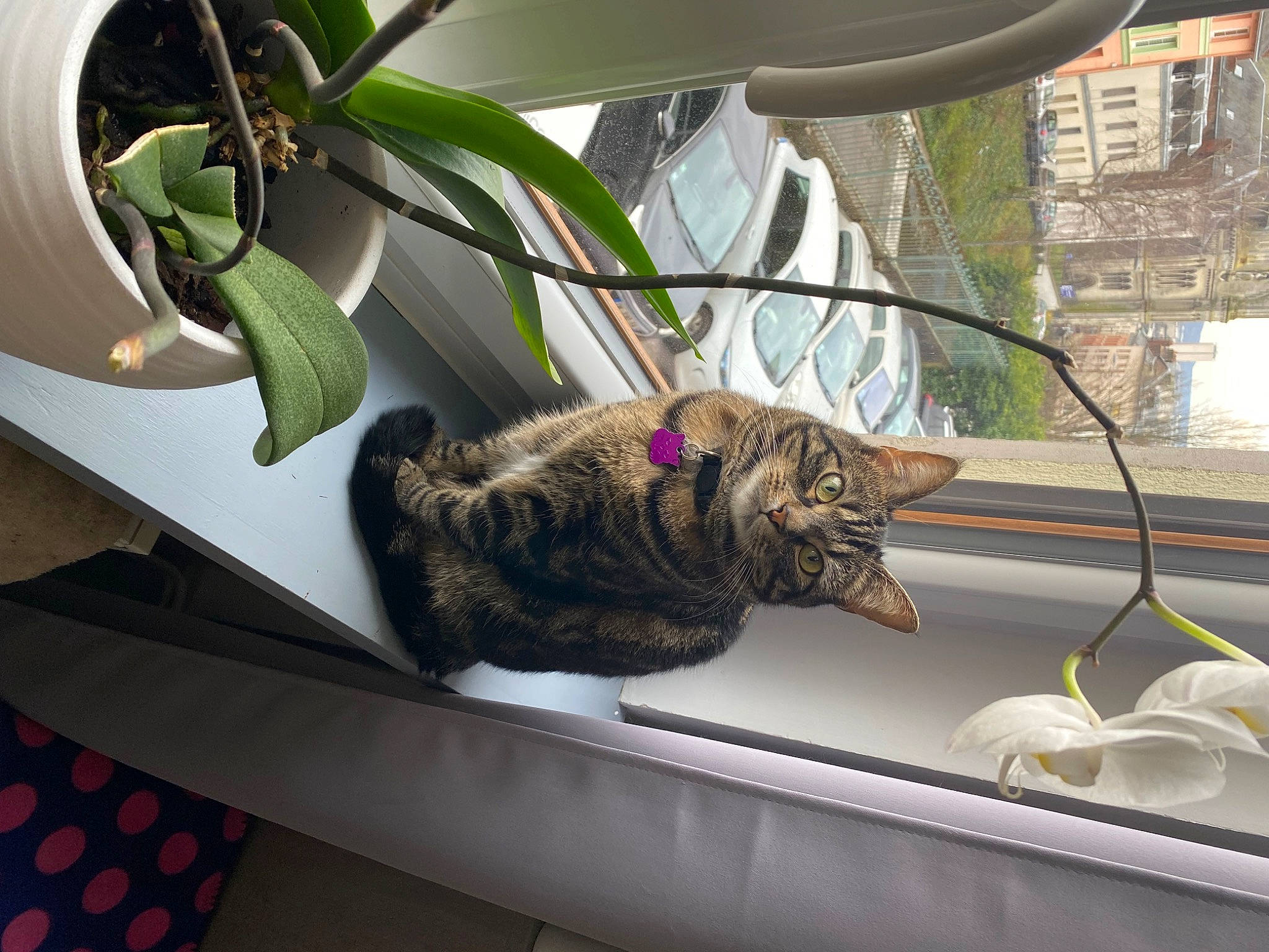 Pandora a rejoint le concours — aidez-le/la à gagner de superbes lots ! carnivore, cat, comfort, domestic_short_haired_cat, felidae, flowerpot, fur, houseplant, mammal, plant, room, small_to_medium_sized_cats, tail, terrestrial_animal, terrestrial_plant, vertebrate, whiskers, window, wire