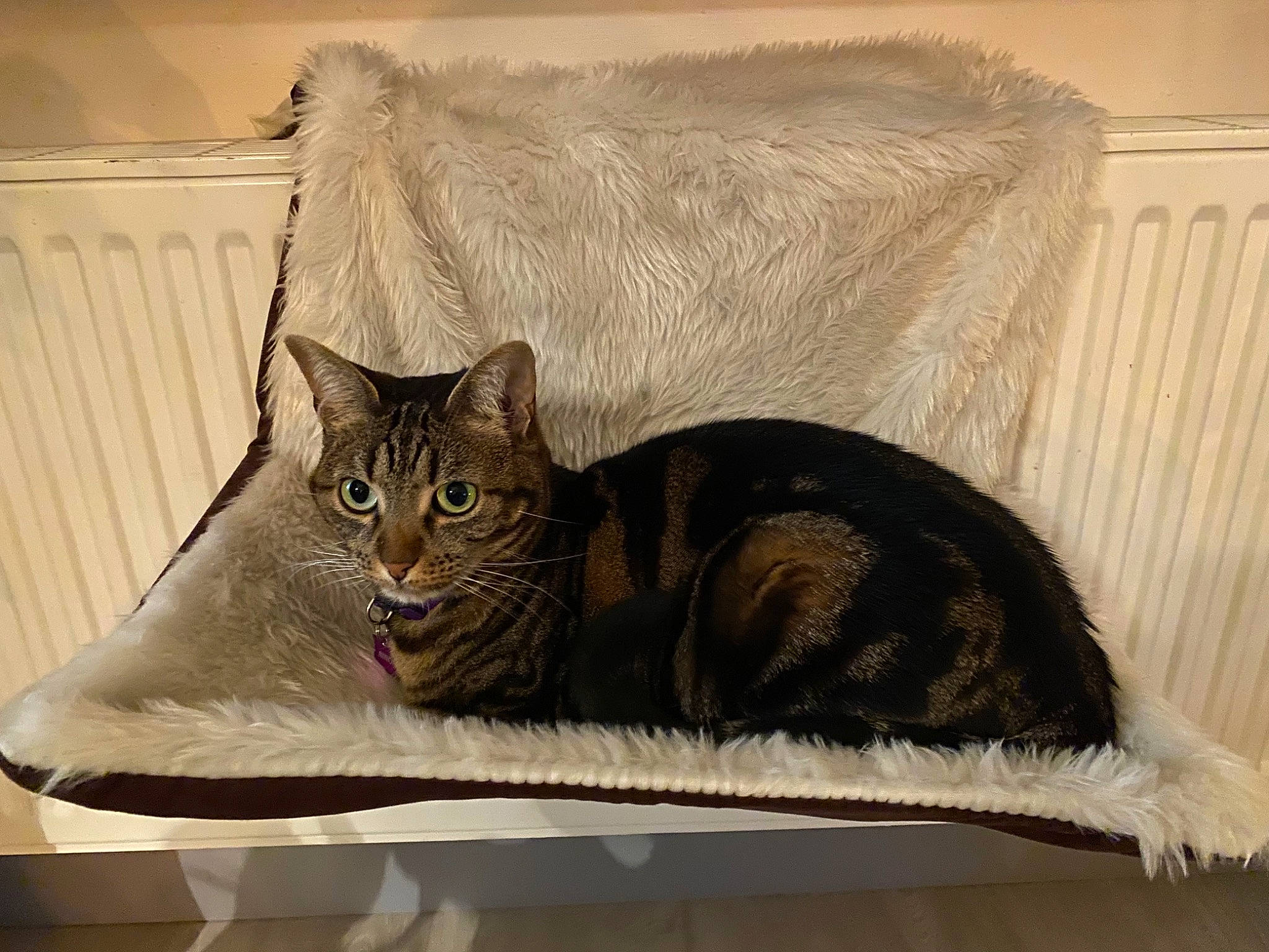 Ninon participe au concours pour gagner de l'argent avec cette photo : carnivore, cat, cat_supply, comfort, couch, domestic_short_haired_cat, felidae, fur, grey, pet_supply, rectangle, room, sitting, small_to_medium_sized_cats, snout, tail, tree, whiskers, window, wood