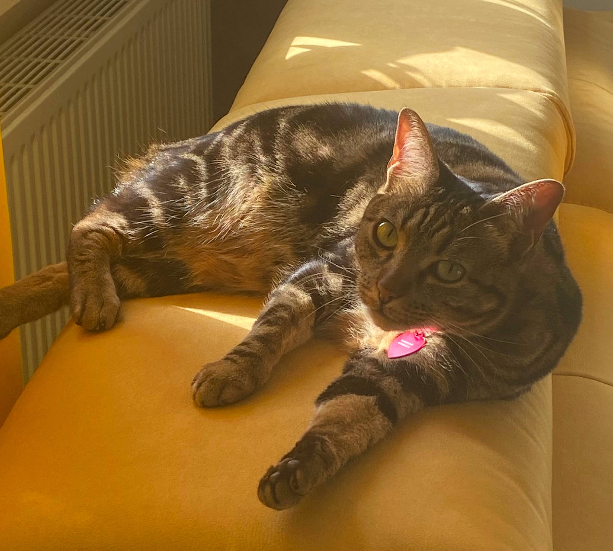 Ninon participe au concours pour gagner de l'argent avec cette photo : bed, carnivore, cat, claw, comfort, domestic_short_haired_cat, felidae, floor, flooring, foot, fur, human_leg, paw, room, sitting, small_to_medium_sized_cats, snout, tail, textile, whiskers