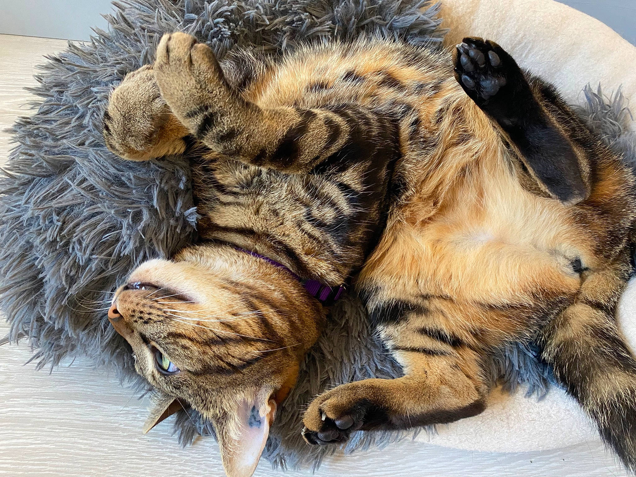 Ninon a rejoint le concours — aidez-le/la à gagner de superbes lots ! big_cats, carnivore, cat, claw, comfort, dog_breed, fawn, felidae, foot, fur, liver, natural_material, paw, small_to_medium_sized_cats, snout, tail, terrestrial_animal, whiskers, wildlife