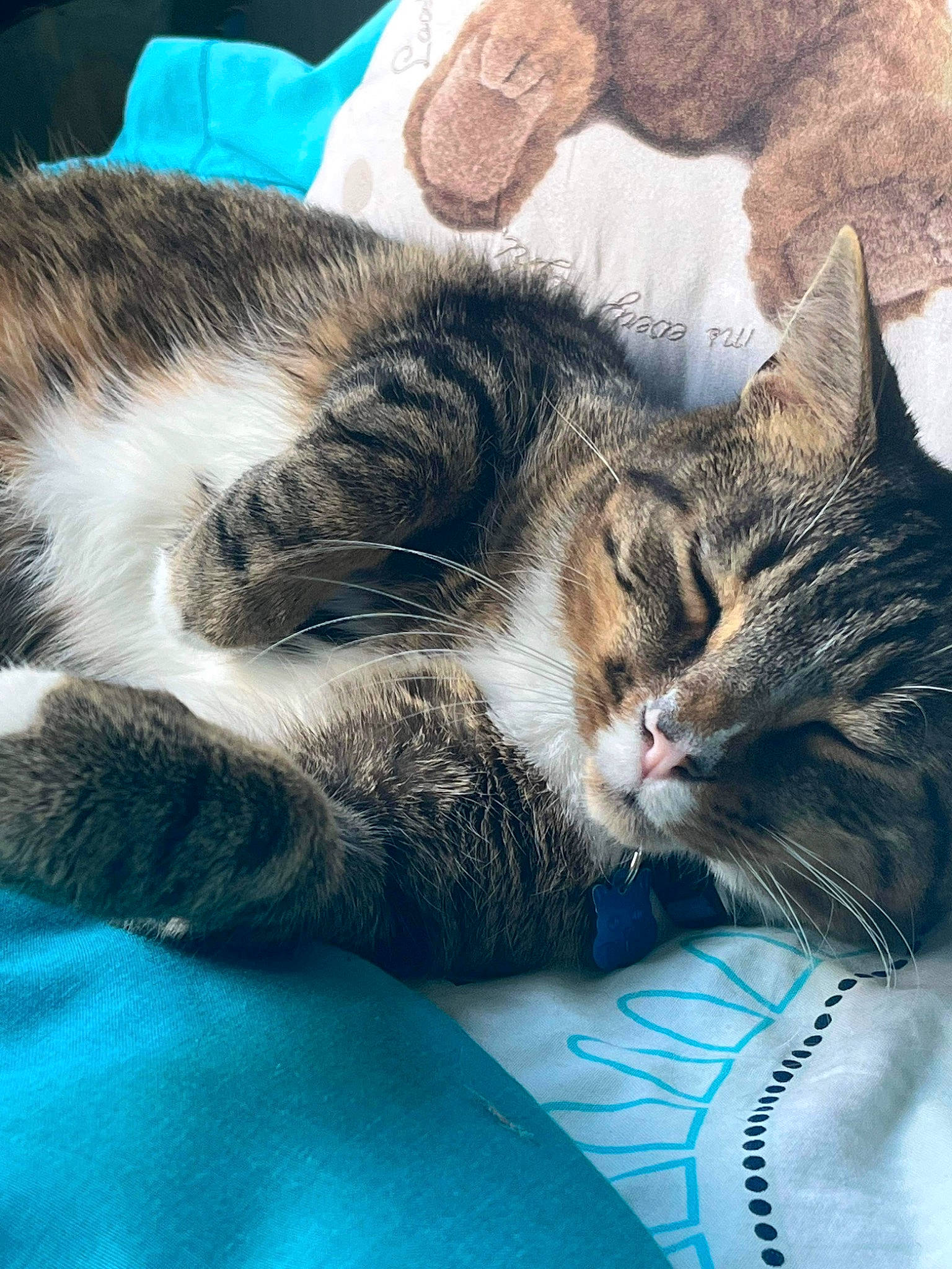 Oxanon participe au concours pour gagner de l'argent avec cette photo : carnivore, cat, claw, close_up, comfort, domestic_short_haired_cat, ear, eye, felidae, fur, grass, meteorological_phenomenon, mountain, nap, paw, sleep, small_to_medium_sized_cats, snout, tail, whiskers