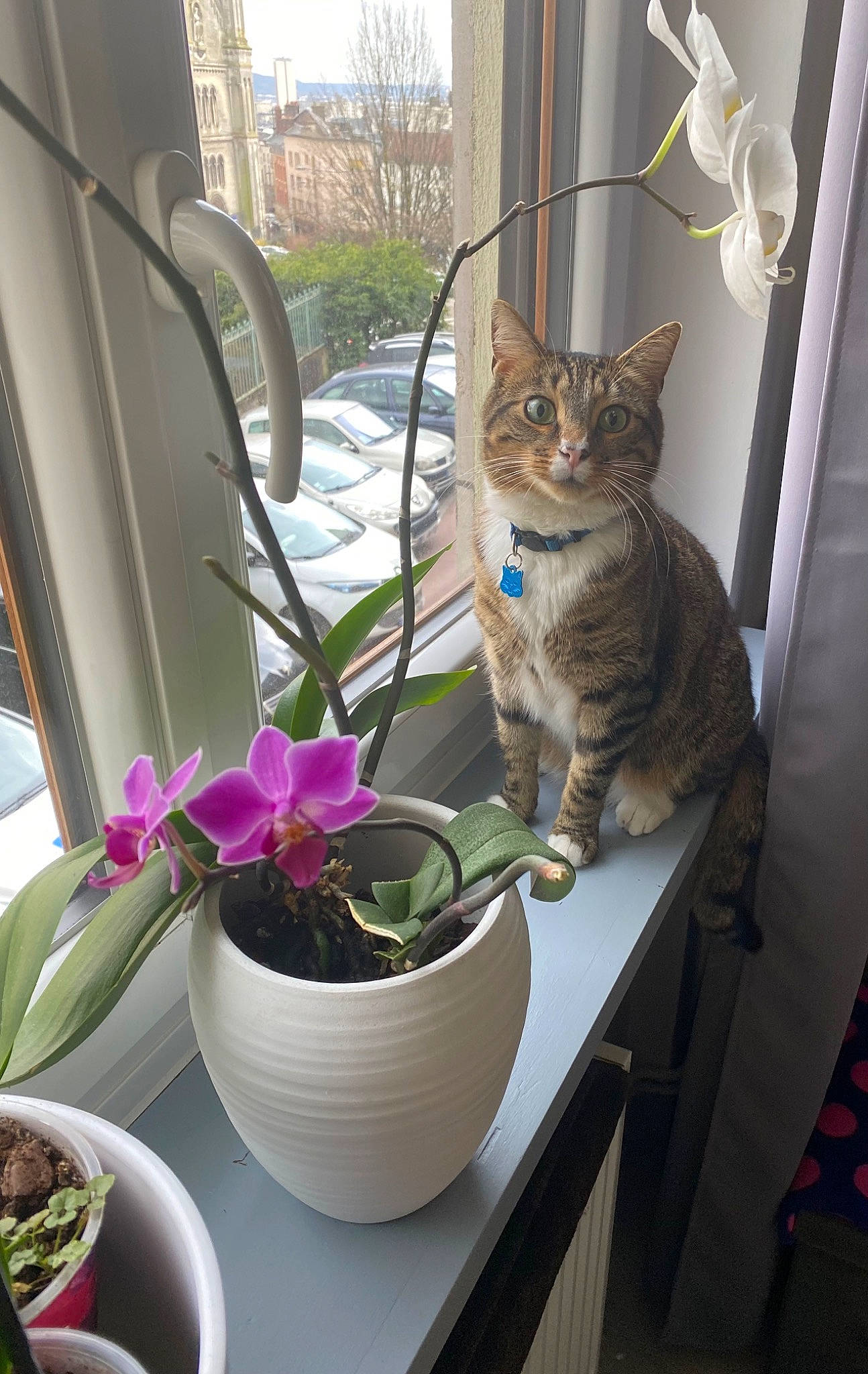 Oxanon a rejoint le concours — aidez-le/la à gagner de superbes lots ! annual_plant, carnivore, cat, domestic_short_haired_cat, felidae, flower, flower_arranging, flowerpot, herb, houseplant, ingredient, interior_design, pet_supply, petal, plant, small_to_medium_sized_cats, table, tableware, tail, whiskers