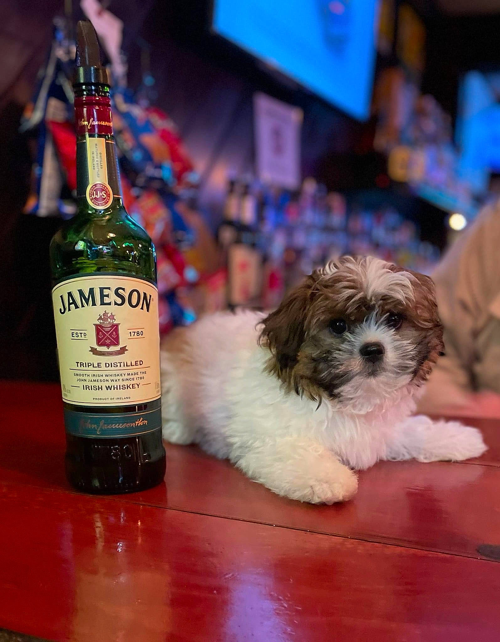 Jameson joined the competition — help win amazing prizes! alcoholic_beverage, barware, beer, bottle, canidae, carnivore, companion_dog, cork, distilled_beverage, dog, dog_breed, drink, fur, glass_bottle, shih_tzu, snout, sporting_group, toy_dog, wine, wine_bottle