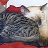 cats, cat, tabby_cat, siamese_cat, sleeping, resting,  cuddling, pets, felines, animal, fur, whiskers, ears, red_blanket, indoors, cozy, nap, relaxed, closeup, home