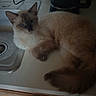 Mankey joined the competition — help win amazing prizes! cat, siamese_cat, fluffy, feline, pet, animal, blue_eyes, pointed_ears, lying_down, relaxed, kitchen, countertop, sink, coffee_maker, cabinets, indoors, home, portrait, brown_fur, cream_fur