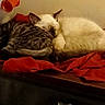 Mankey is registered to the contest to win money with this photo: cat, cats, kitten, tabby, sleeping, napping, resting, animals, pets, feline, cuddling, blanket, red_blanket, indoor, home, cozy, relaxed, furniture, warm_lighting, cute