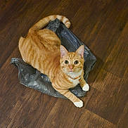 Copper joined the competition — help win amazing prizes! cat, orange_tabby, white_paws, collar, bell, plastic_bag, wooden_floor, pet, animal, cute, indoor, feline, looking_up, curious, domestic_cat, tabby_pattern, whiskers, ears, paws, floor