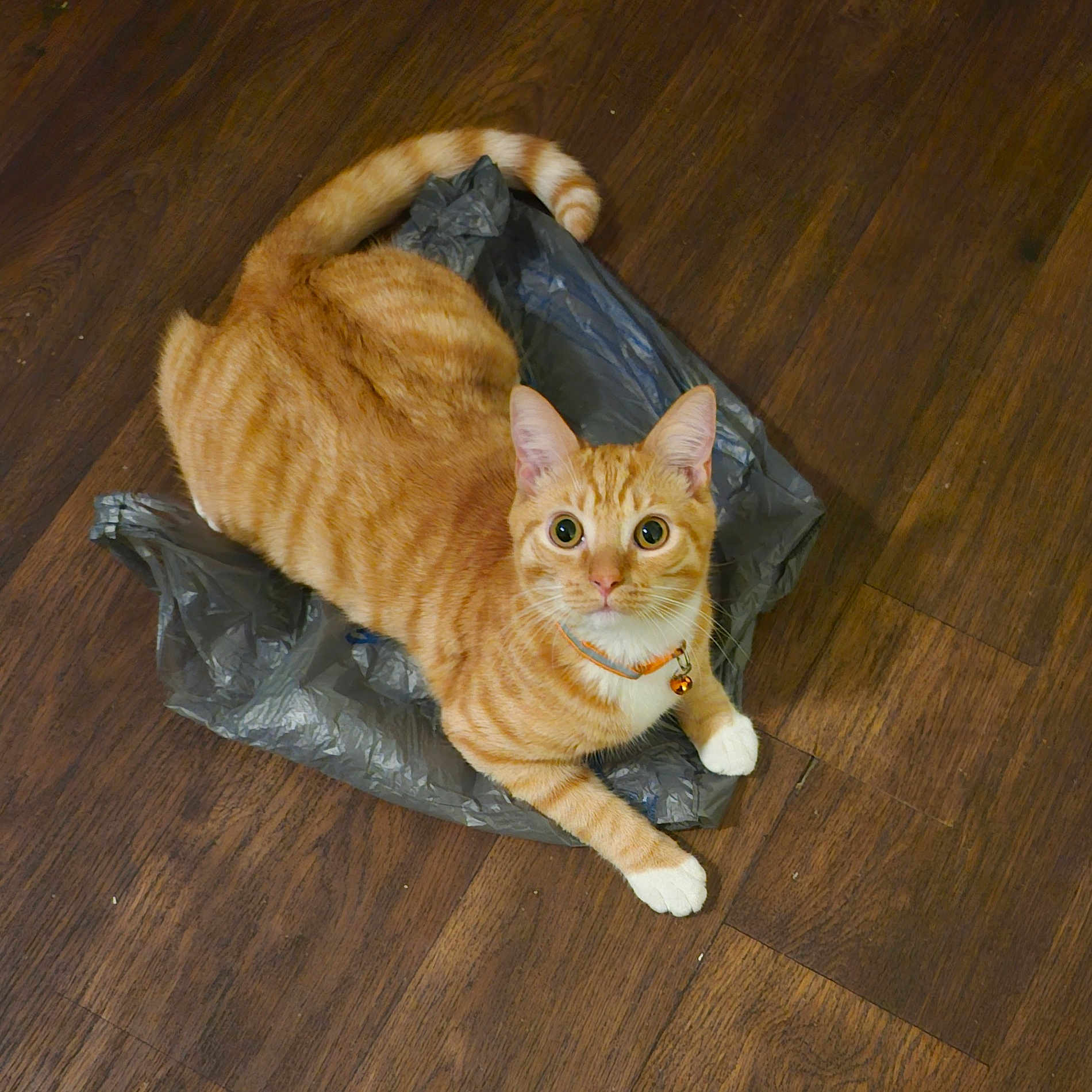 Copper joined the competition — help win amazing prizes! cat, orange_tabby, white_paws, collar, bell, plastic_bag, wooden_floor, pet, animal, cute, indoor, feline, looking_up, curious, domestic_cat, tabby_pattern, whiskers, ears, paws, floor