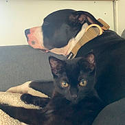 Tchalla participe au concours pour gagner de l'argent avec cette photo : cat, dog, black_cat, resting, sleeping, sofa, blanket, collar, pet, indoor, closeup, portrait, yellow_eyes, black_fur, white_fur, companion, living_room, couch, snout, ears